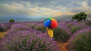 Lavanta Turizminde 80 Bin Ziyaretçi