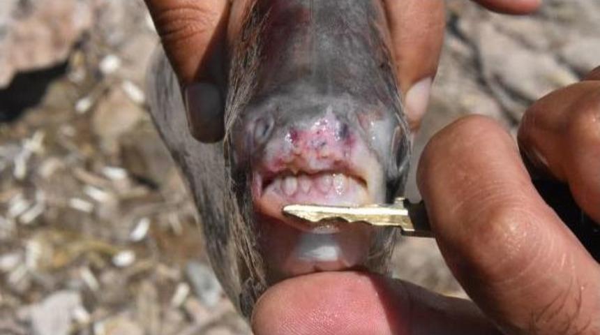 Kızılırmak'ta Yine 'pirana' Yakalandı