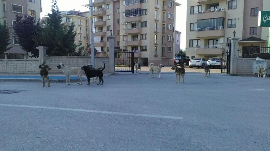 Bursa&rsquo;da K&ouml;pek İstilası