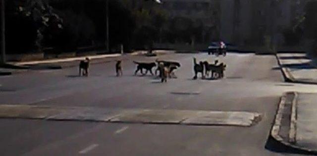 Bursa’da Köpek İstilası