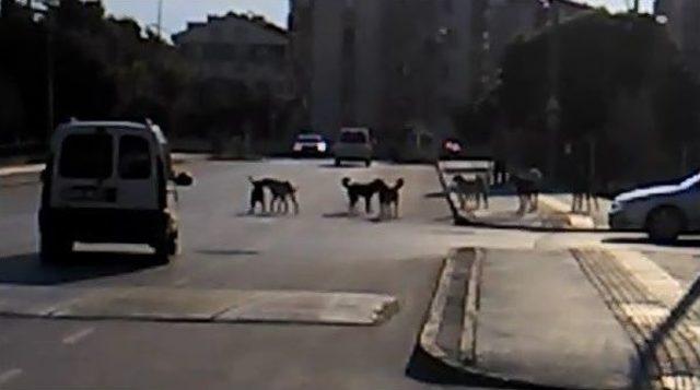 Bursa’da Köpek İstilası