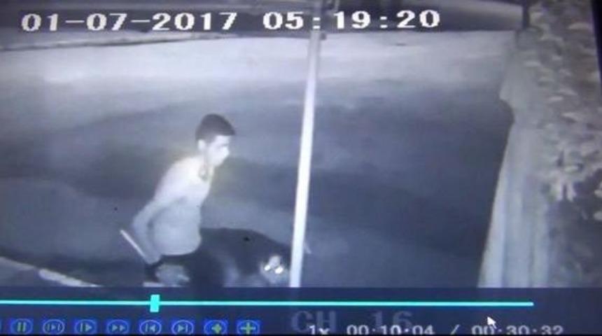 Hırsızlık Ş&uuml;phelisi G&ouml;zaltına Alındı, K&ouml;peği Barınağa G&ouml;t&uuml;r&uuml;ld&uuml;