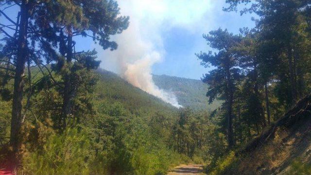 Balıkesir’deki Orman Yangını Kontrol Altına Alındı