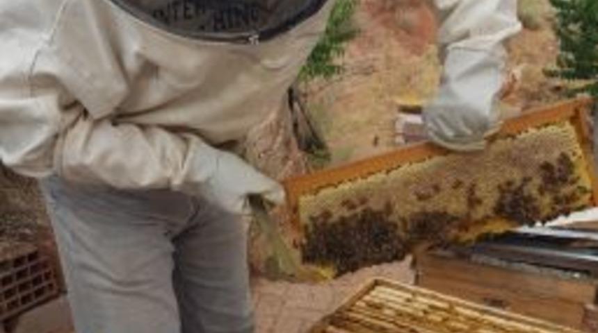 Nallıhan&rsquo;da Arı &Uuml;reticileri 2017 Yılı Bal Hasadına Başladı