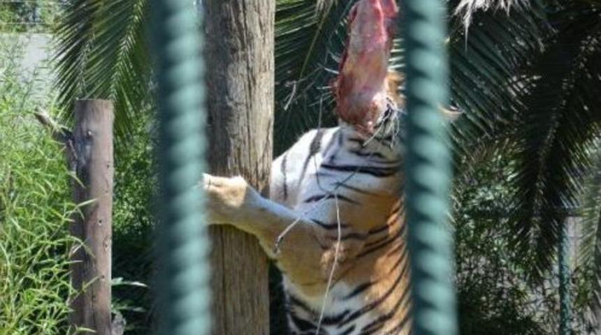 Sibirya Kaplanı Asılan Eti 6 Metrelik Direkten B&ouml;yle Aldı