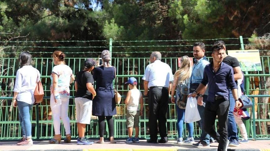 Avrupa&rsquo;nın En B&uuml;y&uuml;k &Uuml;&ccedil;&uuml;nc&uuml; Hayvanat Bah&ccedil;esine Ziyaret&ccedil;i Akını