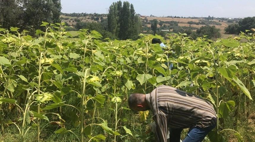 Çanakkale’de Bin 666 Kök Kenevir Ele Geçirildi