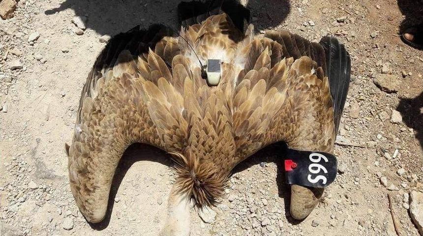 Suriye Sınırında Casus Kuş