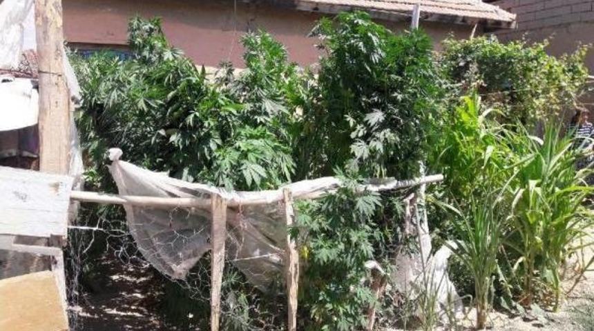 Bah&ccedil;esine Hintkeneviri Ekti, 'domates Sanıyordum' Dedi