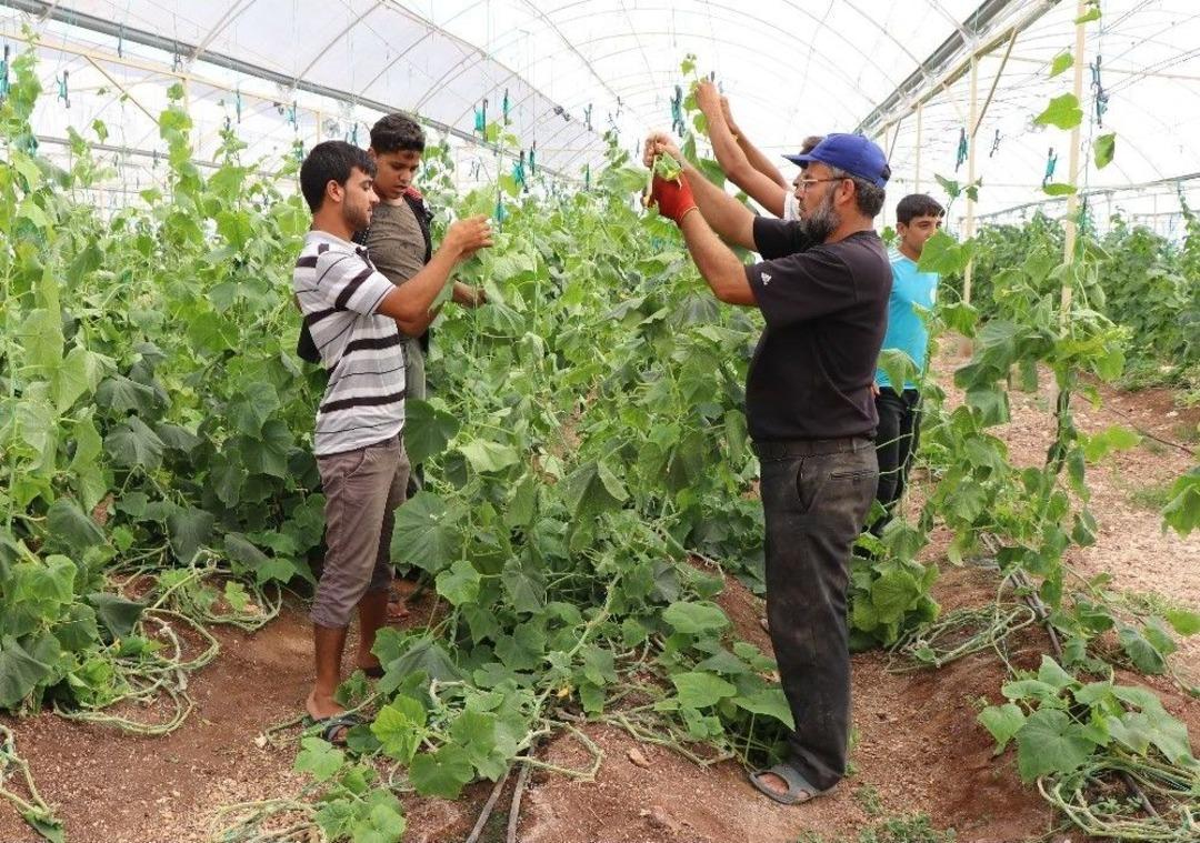 Suriyeliler Konteyner Kentte Kendi Sebzelerini &Uuml;retiyor