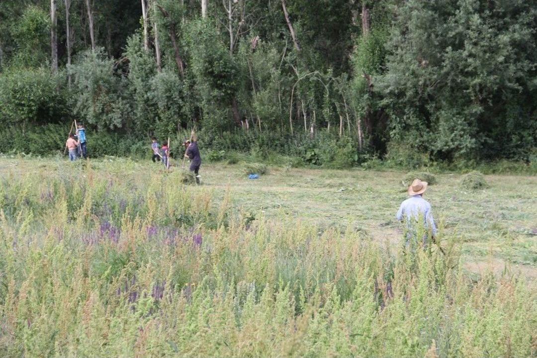 &Ccedil;ift&ccedil;ilerin Temmuz Sıcağında Tırpanla Ot Bi&ccedil;me &Ccedil;ilesi