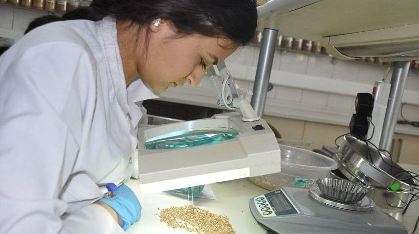 Hububatın Kalitesi Analiz Laboratuvarında Belli Oluyor