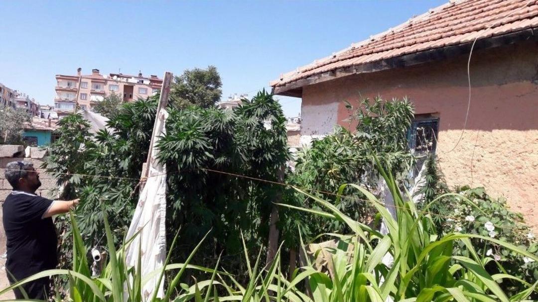 Bah&ccedil;esinde 300 K&ouml;k Hint Keneviri Bulunan Kadın: "esrar Olduğunu Bilmiyordum"