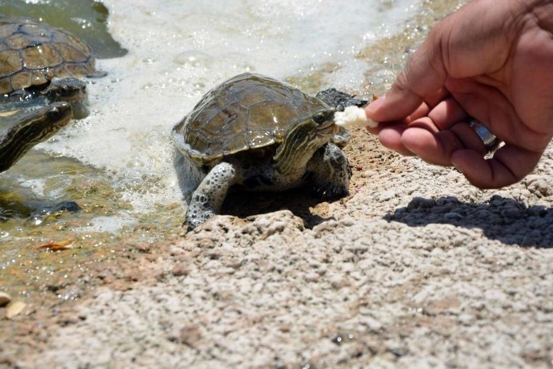 (&ouml;zel Haber) Kamp&uuml;steki Kaplumbağaları Dekan Besliyor