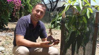 Deneme Amaçlı Ektiği Mangoların Ilk Meyvesini Aldı