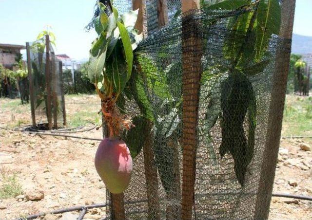 Deneme Amaçlı Ektiği Mangoların Ilk Meyvesini Aldı