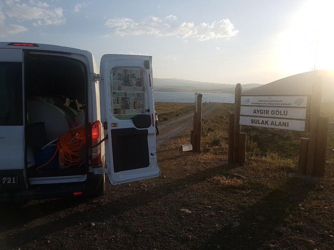 Kars&rsquo;ta G&ouml;llere 100 Bin Yavru Sazan Balığı Bırakıldı