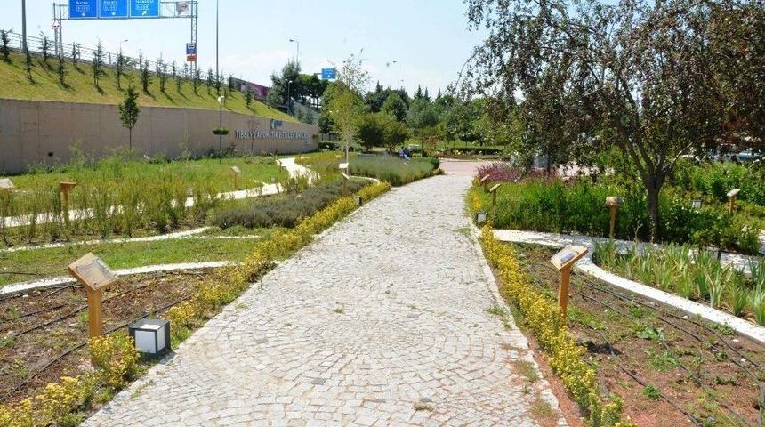 Tıbbi Aromatik Bitkiler Bah&ccedil;esi Ziyaret&ccedil;ilerini Bekliyor