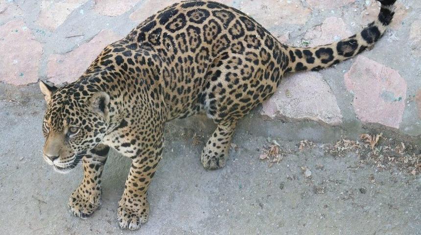 Hasret İ&ccedil;in Afrika&rsquo;dan Sonra G&uuml;ney Amerika&rsquo;da Eş Aranıyor