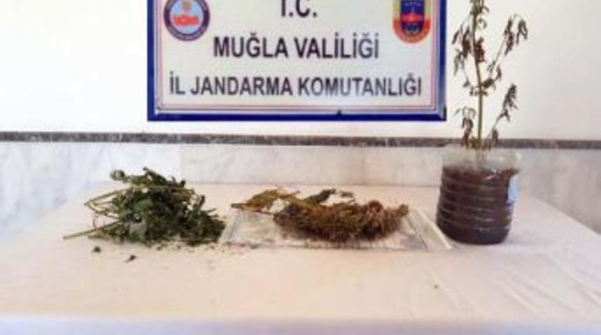 Muğla'da 2 Ahırda Esrar Hintkeneviri Ele Ge&ccedil;ti, 2 G&ouml;zaltı