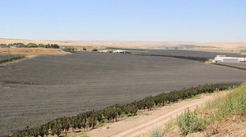 Batmanlı İş Adamı 2 Bin 500 D&ouml;n&uuml;ml&uuml;k Meyve Bah&ccedil;esinin &Uuml;zerini Fileyle Kapattı