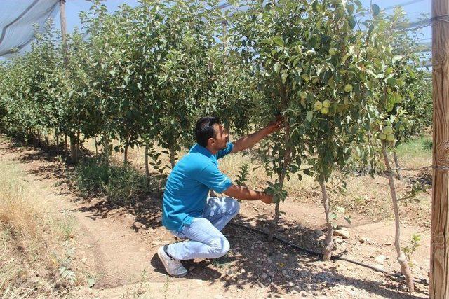 Batmanlı İş Adamı 2 Bin 500 Dönümlük Meyve Bahçesinin Üzerini Fileyle Kapattı