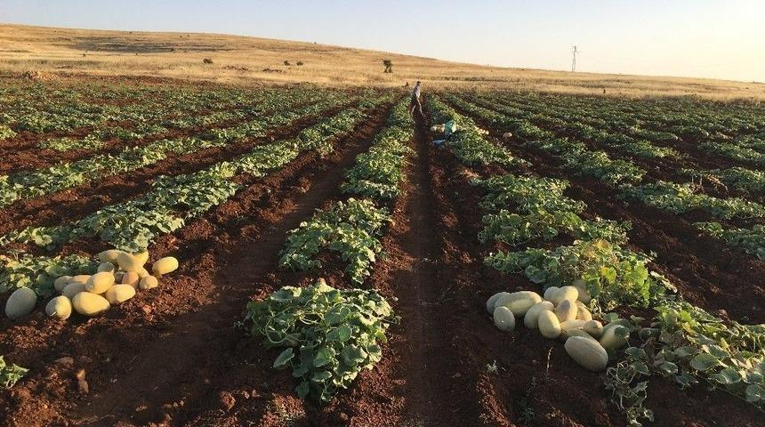 Midyat Kavunu Pazarlarda Yerini Aldı