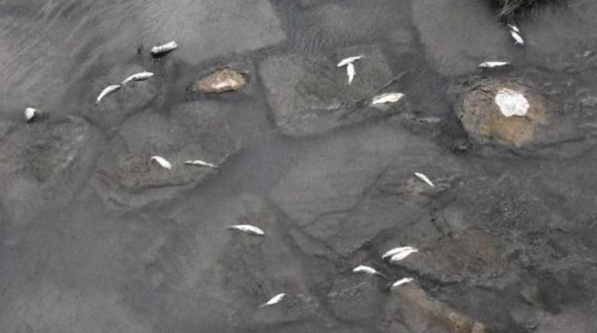 Kızılırmak'ta Ölen Balıklar