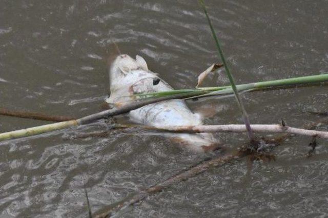 Kızılırmak ta Ölen Balıklar 1