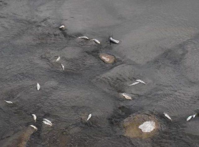 Kızılırmak ta Ölen Balıklar 3