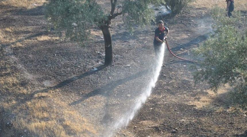Zeytinlik Alanda &Ccedil;ıkan Yangın İtfaiye Ekipleri Tarafından S&ouml;nd&uuml;r&uuml;ld&uuml;