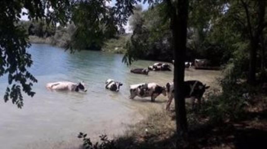 Sıcaktan Bunalan İnekler Kendilerini G&ouml;letin Serin Sularına Bıraktı