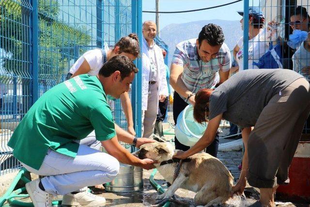 Barınaktaki Hayvanları Serinleten Etkinlik