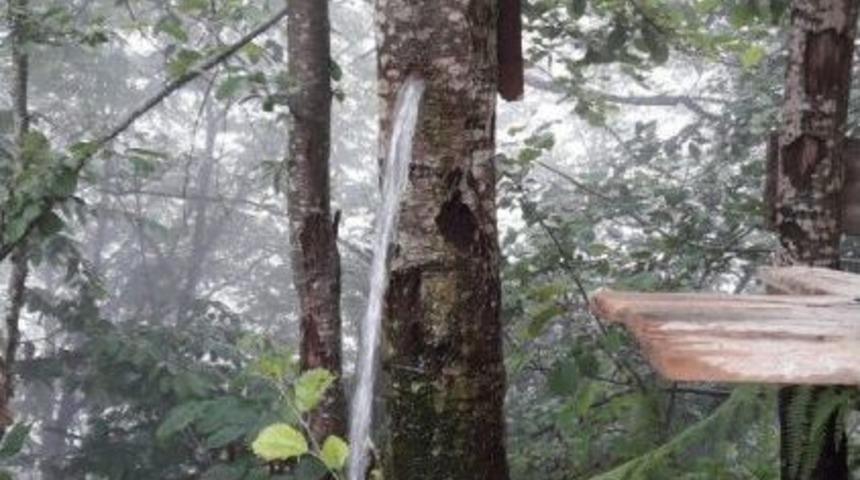 Ağacın G&ouml;vdesini Musluk Yaptı
