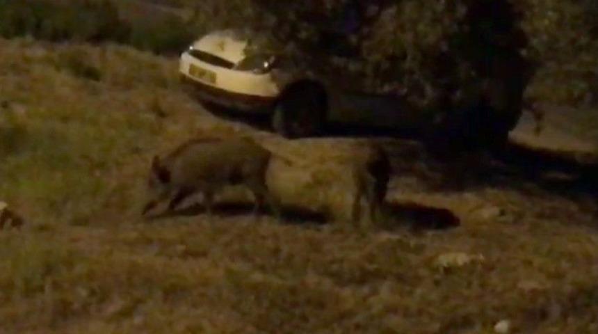 Kuşadası&rsquo;nda Domuzlar Şehre İndi