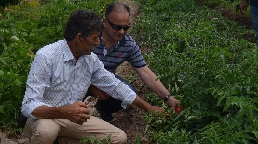 Iğdır&rsquo;da &ldquo;s&uuml;per Domates&rdquo; Hasadı Başladı
