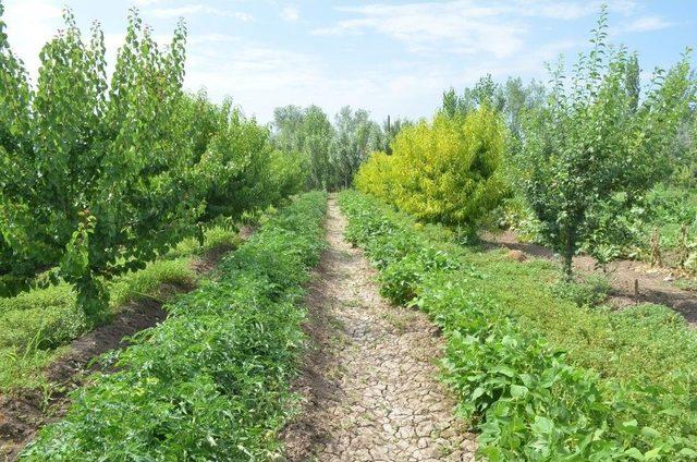 Iğdır’da “süper Domates” Hasadı Başladı