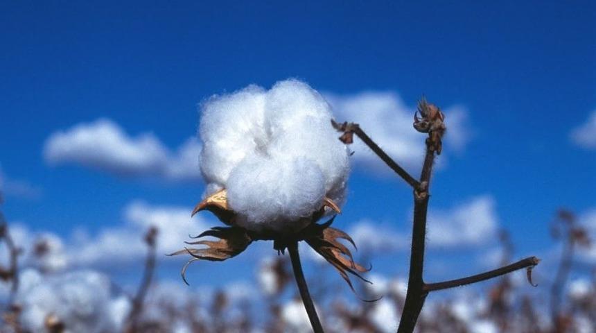 Harran&rsquo;da Pamuk &Uuml;retimi Arttı
