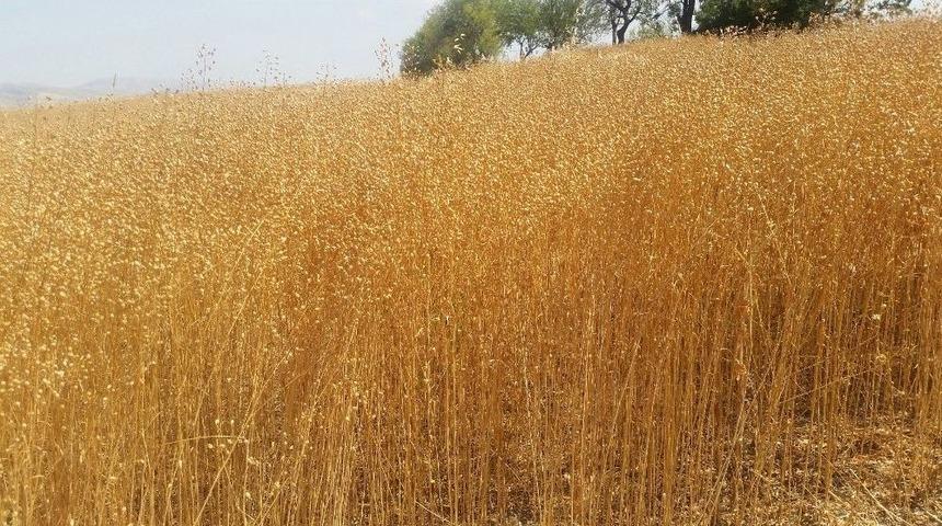 Ketencik Bitkisi Biyodizel Sekt&ouml;r&uuml;n&uuml;n Ham Maddesi Olacak