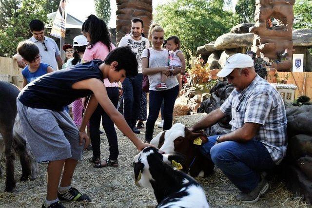 Anfa’nın Anköy’ü Festivalde Büyük İlgi Görüyor