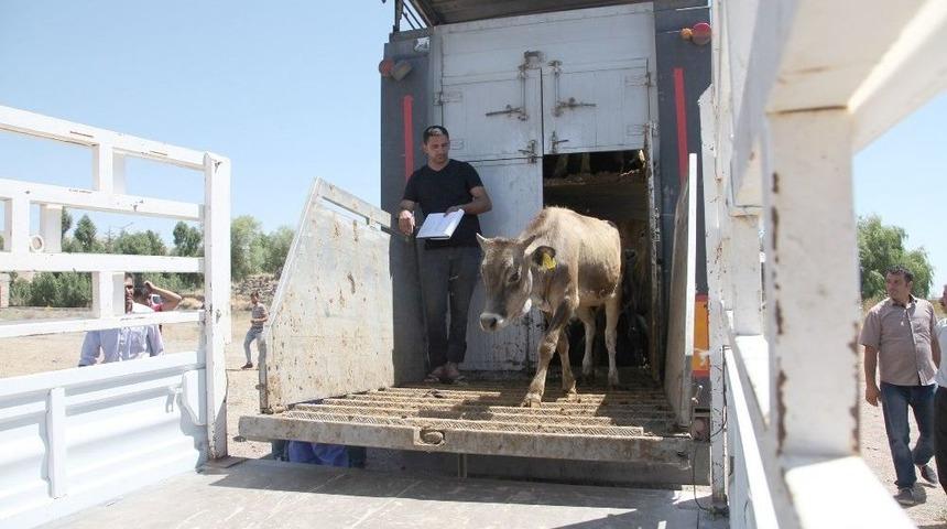 Ahlat’ta 41 Çiftçiye 298 Hayvan Dağıtıldı