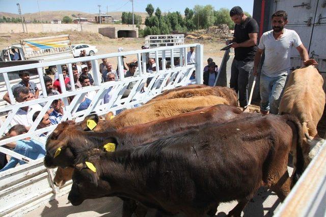 Ahlat’ta 41 Çiftçiye 298 Hayvan Dağıtıldı