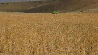 Doğuda Hububatta Yüzde 75'e Varan Verim Düşüklüğü