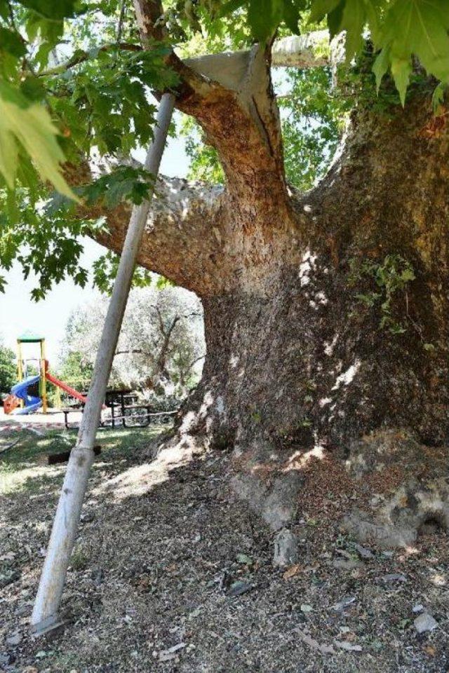 İzmir'in Asırlık Çınarlarının Ömrü Uzatılıyor