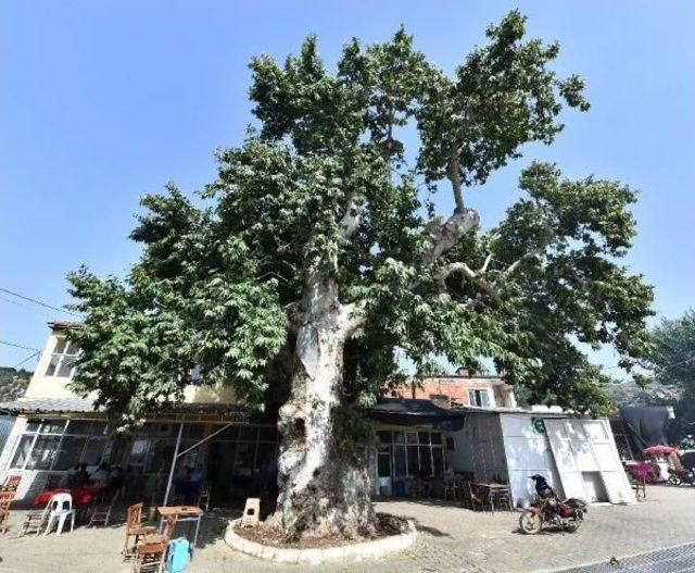 İzmir'in Asırlık Çınarlarının Ömrü Uzatılıyor