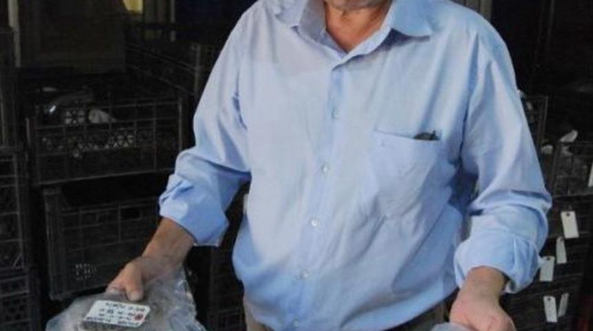 Asurlular'ın 4 Bin Yıl &Ouml;nce  Fındık T&uuml;kettiği Belirlendi