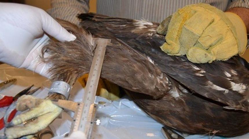 Yırtıcı Kuşlara Takip Ama&ccedil;lı Halka Takılıyor