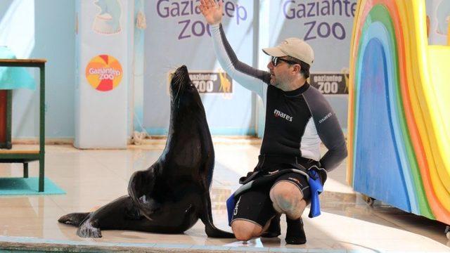 Fok Balığının Serinleten Gösterisi