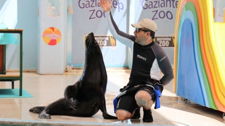 Fok Balığının Serinleten G&ouml;sterisi