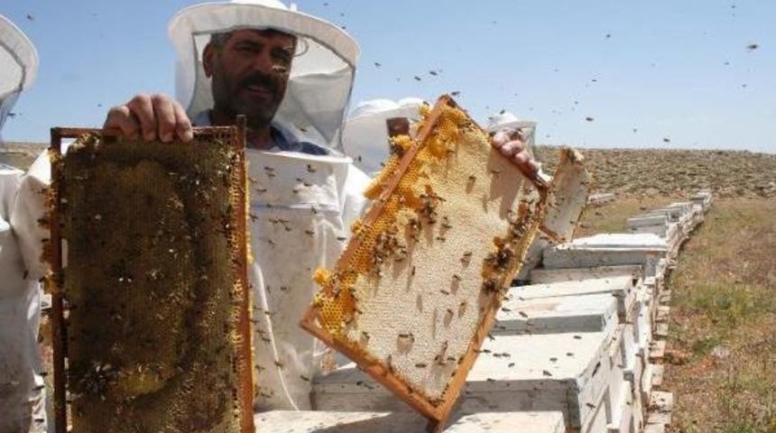 Bu Yıl Kovanlardan Bal Akıyor